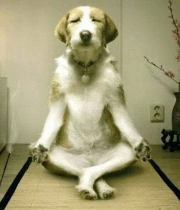 dog-meditatiing.jpg