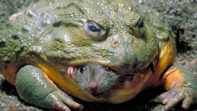 African_Bullfrog_with_Mouse.jpg