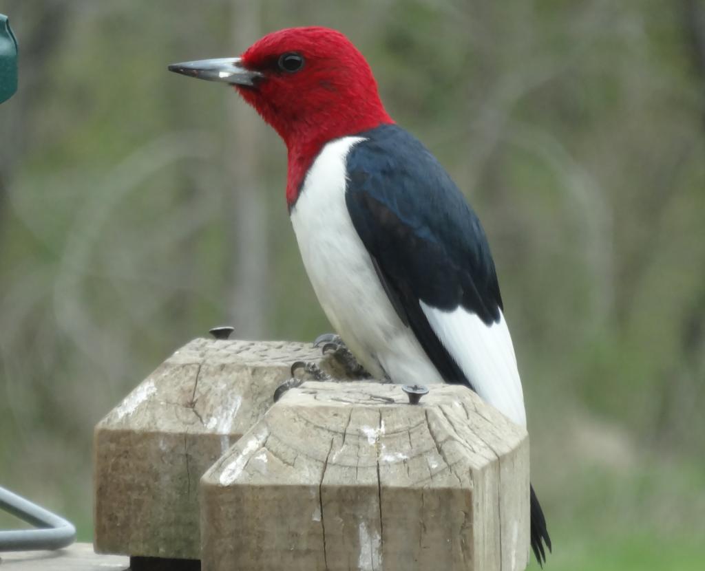 Red-Headed-Woodpecker-Images.jpg