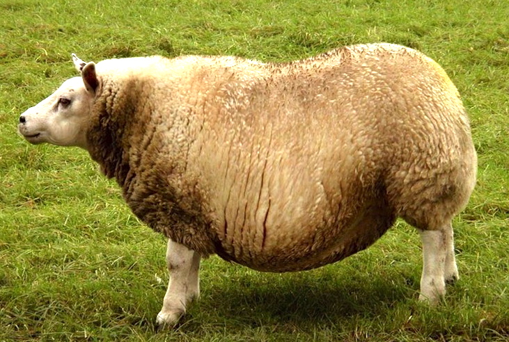 FatSheep2.jpg