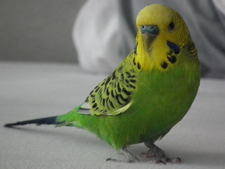 my_budgie_by_teken_lovers-d4o07nn.jpg