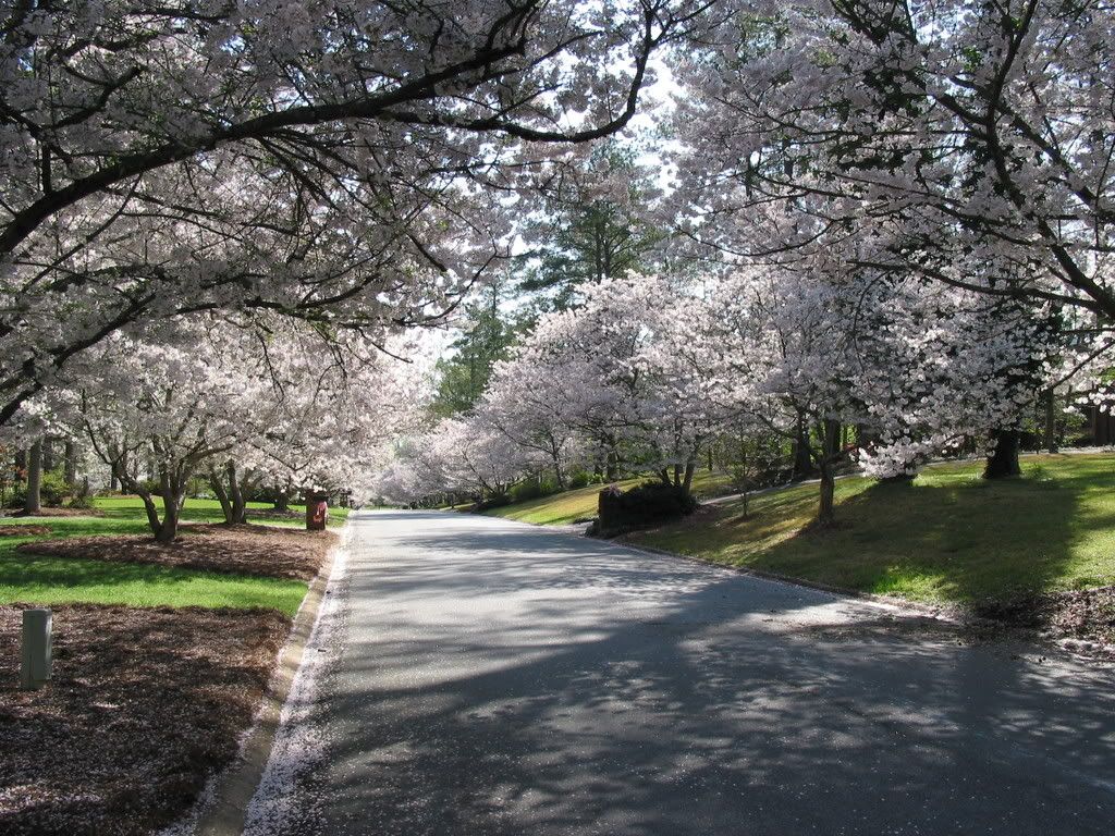 Oxford_Cherry_Blossoms-1.jpg