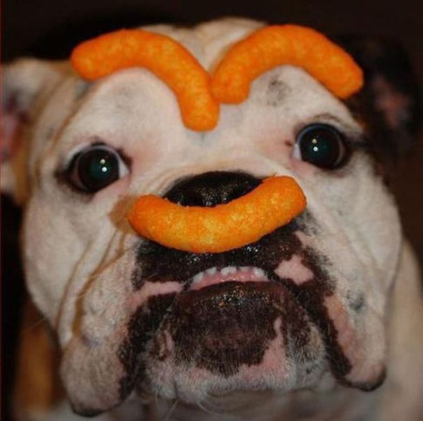 Dog-Eating-Cheetos.jpg