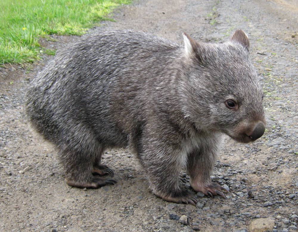 Wombat-8.jpg