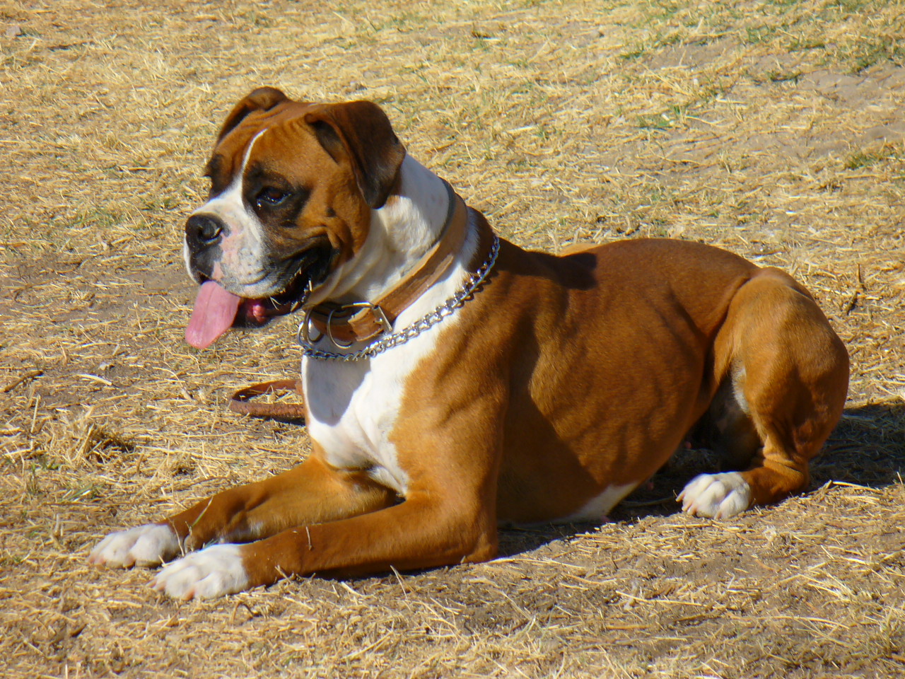 Boxer-4.jpg