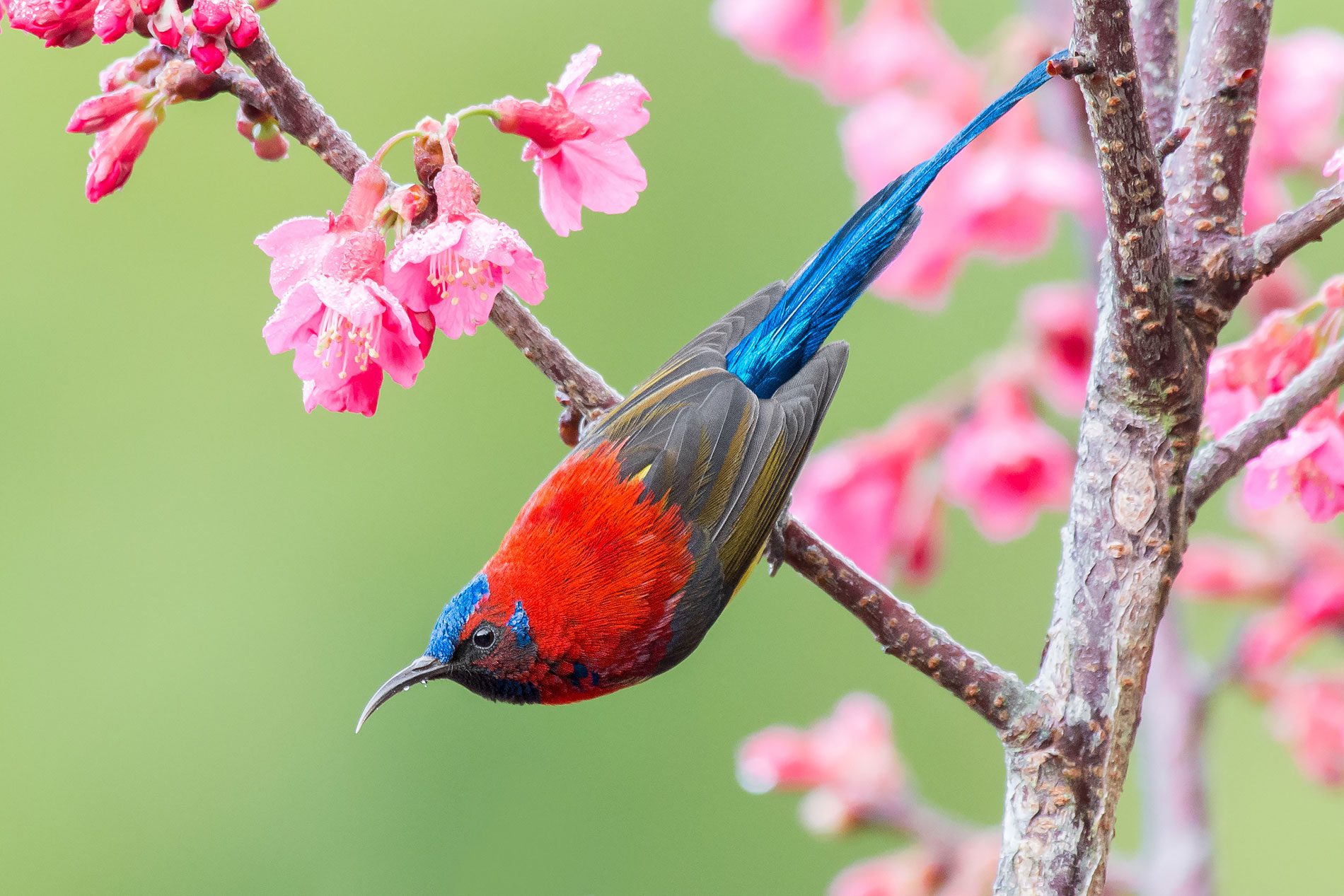 MGSunbird-1900-Chotjuckdikul.jpg