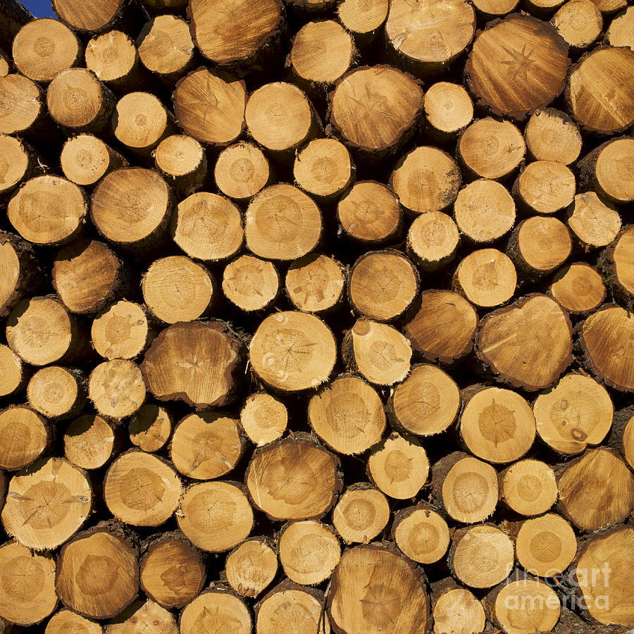 stack-of-wood-logs-bernard-jaubert.jpg