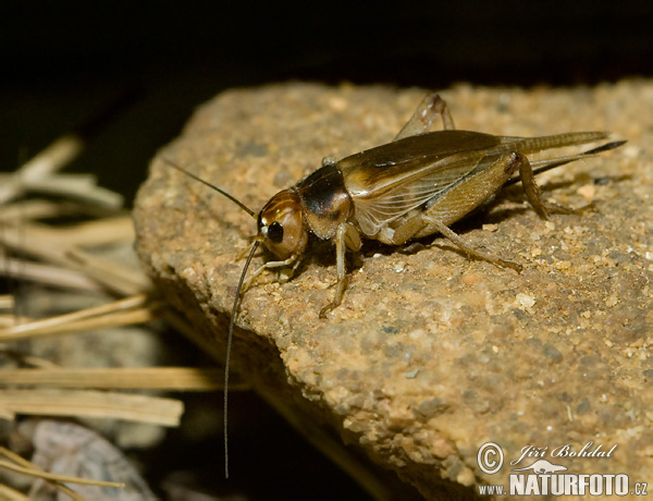 common-black-field-cricket-81440.jpg