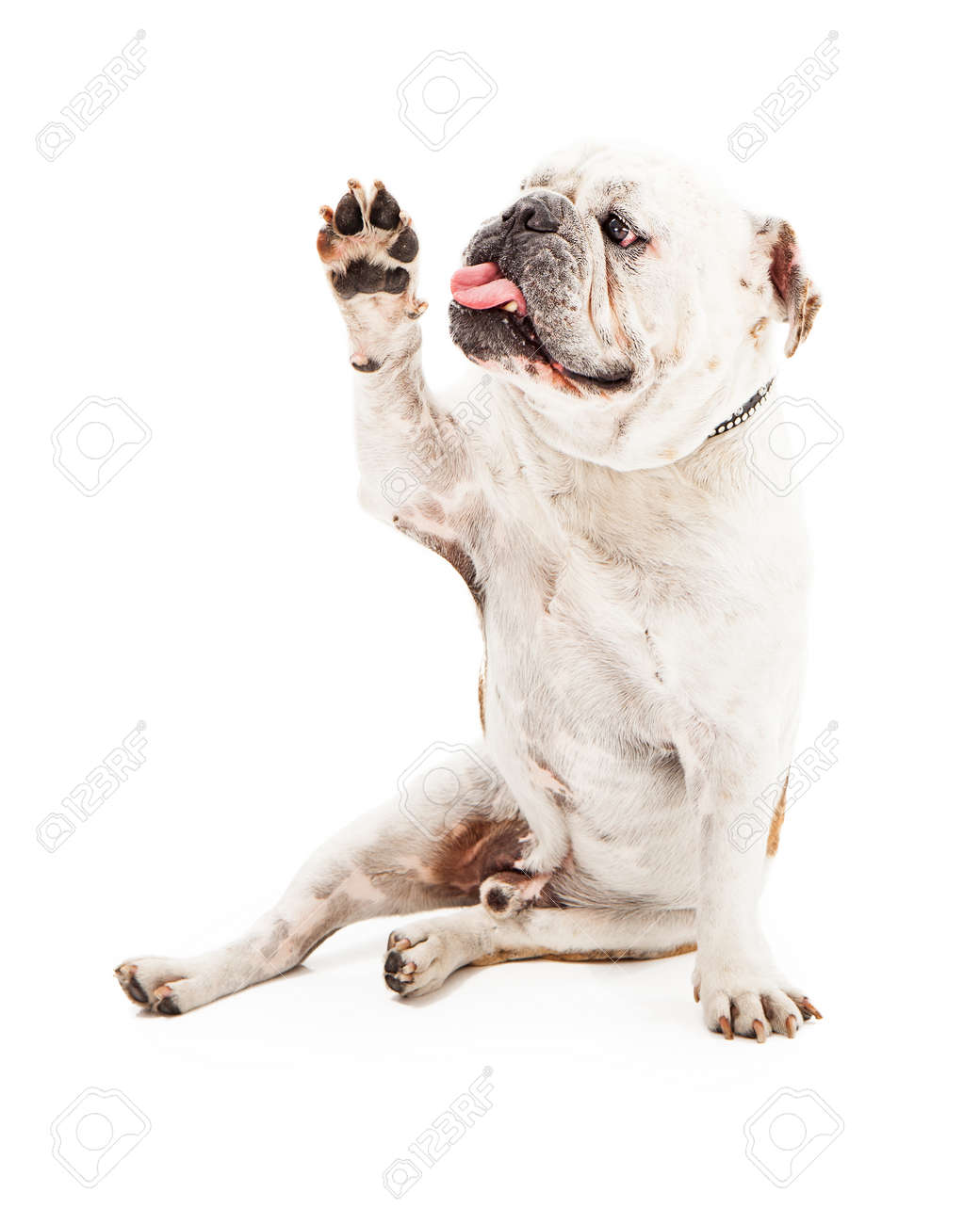 22890039-friendly-english-bulldog-sitting-against-a-white-backdrop-with-one-paw-up-to-give-a-high-five.jpg