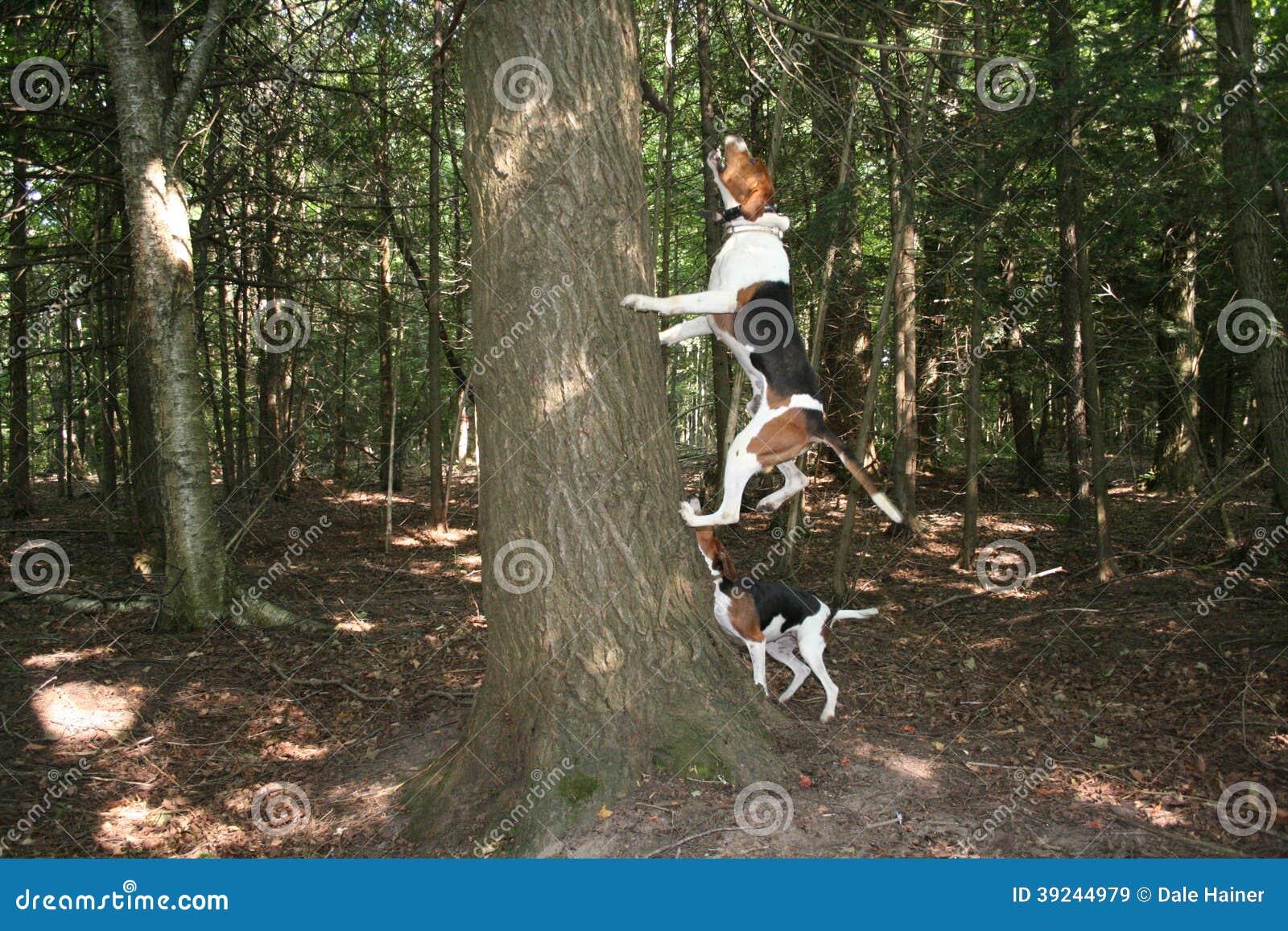 walker-coon-hound-baying-tree-pair-has-raccoon-barks-lively-waiting-hunter-to-arrive-39244979.jpg