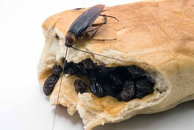 Tips-for-Keeping-Cockroaches-out-of-Kitchen.jpg