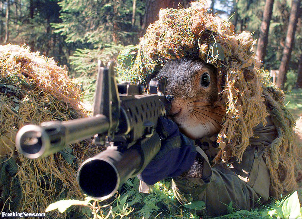Sniper-Squirrel-38791.jpg