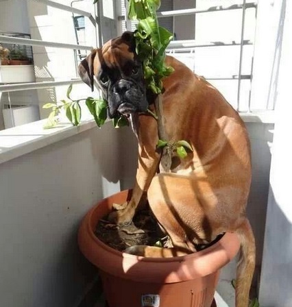 Top-10-Funniest-Images-of-Dogs-Hiding-9.jpg