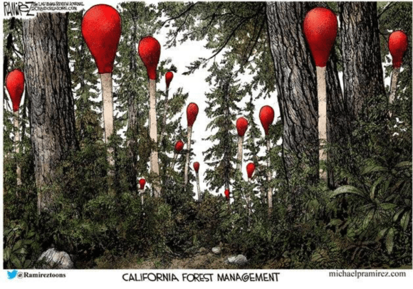 CA-forests.png