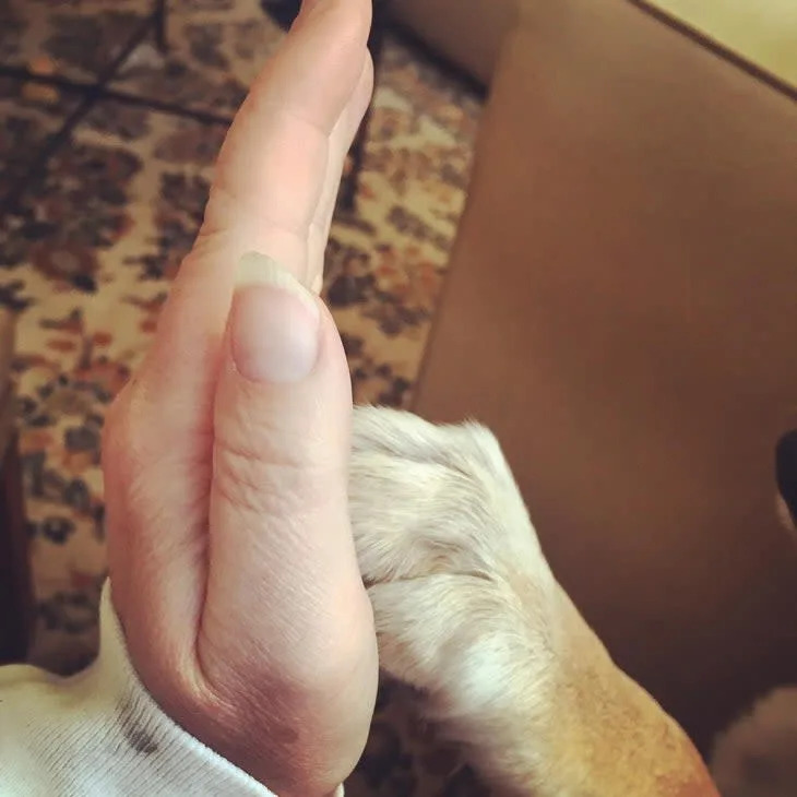 a female human hand a dog paw high five each other